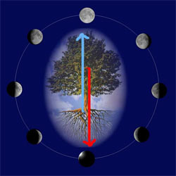 ciclo lunare delle piante